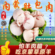 首菜首家羊肚包肉羊肉腸正宗內蒙古肚包肉羊肚包肉羊肉腸生鮮 肚包肉+羊肉腸各2斤+韭菜醬