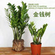 萌肉居錢(qián)串綠植盆栽盆栽搖錢(qián)樹(shù)發(fā)財樹(shù)桌面盆景/金錢(qián)樹(shù)原盆土源頭直發(fā)