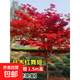 紅楓樹(shù)苗四季日本紅舞姬老樁盆景盆栽庭院別墅室外耐寒綠化植物苗 【日本紅舞姬】4cm粗1.6米高-樹(shù)形優(yōu)美/基地現 40cm(含)-50cm(不含)