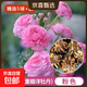 進(jìn)口花毛茛種球重瓣芹葉洋牡丹種根室內室外四季易活花卉盆栽種根 重瓣粉色[精選5球]+肥 周長(cháng)8-9cm