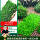 云峰海瑞 魚(yú)缸水草前景莫絲莫斯水草水族箱造景套餐水草活體草缸造景裝飾 大三角7.5*19.5大網(wǎng)片