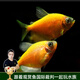 云峰海瑞 水族箱小型熱帶魚(yú)觀(guān)賞魚(yú)活體紅綠燈魚(yú)淡水水族電光魚(yú)美人天使魚(yú) 黃檸檬天使拉拉  2條裝