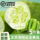 土地母親計劃【順豐】海陽(yáng)白玉黃瓜水果青瓜脆嫩生吃小黃瓜新鮮蔬菜 5斤 約18根