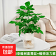 【無(wú)土純水培】 幸福樹(shù)盆栽水培綠植室內除甲醛水養植物平安樹(shù) 無(wú)土純水培幸福樹(shù)直筒樹(shù)脂盆送植物活力素