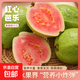 京喜加廣東紅心芭樂(lè )減脂水果紅肉番石榴甜脆爽口雞屎果孕婦低糖現摘水果 紅心芭樂(lè ) 帶箱1斤 單果100g+