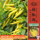 壽禾 小米辣椒種子種苗超辣春季家庭種植蔬菜種籽 濰豐小米辣種子60粒