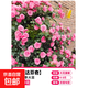 四季開(kāi)花薔薇花苗多花月季花苗特大花大苗濃香型爬藤攀援植物歐月 粉達1-1.3米左右【精選大苗】