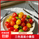 京喜加三色小番茄新鮮圣女果青口蜜夏日陽(yáng)光千禧貝貝農家小柿子新鮮采摘 壽光三色小番茄 2斤 凈重