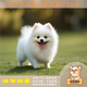 夢(mèng)茜兒純種博美犬球形博美幼犬活體寵物狗狗茶杯犬博美狗小白狗小體博美 寵物級 家庭款 母