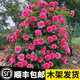 寶御安薔薇花苗藤本月季特大濃香庭院爬藤植物花卉盆栽陽(yáng)臺玫瑰爬墻四季 粉色達芬奇一級苗成型款一顆木架 含盆