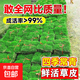 真草坪草皮帶泥土庭院綠化帶土草皮果嶺草四季青馬尼拉草坪 馬尼拉草坪【0.5平方】