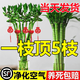 JCZS轉運竹水培植物富貴竹室內客廳綠植盆栽開(kāi)運竹彎竹文昌龍竹節節高 富貴竹10棵60-70cm+送營(yíng)養液+福氣掛件2個(gè) 不含瓶