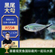 云峰海瑞黑尾大勾群游魚(yú)水族箱小型熱帶魚(yú)觀(guān)賞魚(yú)活體淡水魚(yú) 大勾50條+5備損 2-2.5cm尺寸偏小