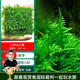 云峰海瑞 魚(yú)缸水草前景莫絲莫斯水草水族箱造景套餐水草活體草缸造景裝飾 大三角8*8網(wǎng)片定植