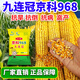 一斗田高產(chǎn)玉米種子京科968三國審耐密植產(chǎn)抗旱耐澇4000?？沟狗芰?九連冠 正品京科968*1袋