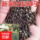 新采杜梨種子 棠梨樹(shù)種子 嫁接梨樹(shù)砧木 海棠梨 野梨籽 梨樹(shù)種子 杜梨一斤