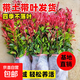 紅葉石楠樹(shù)苗室外四季常青植物庭院花園籬笆園林綠化苗木花卉綠植 紅葉石楠50-60厘米50棵