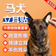 馬犬立耳神器五黑犬小狗立耳貼德牧雪納瑞輔助耳朵固定器立耳膠水 一盒裝【標準裝】