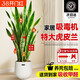 嘆為觀(guān)止大型盆栽金錢(qián)榕百合竹金錢(qián)樹(shù)發(fā)財樹(shù)清香木辦公室內落地款中型植物 虎皮蘭【1.1-1.3米】 含盆