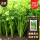 北蔬芹菜種子苗老品種小香芹本地芹菜蔬菜種籽 四季小香芹種子10gx2包