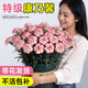 臨雅康乃馨盆栽花苗帶花苞鮮花卉室內陽(yáng)臺綠植物好養活四季開(kāi)花送媽媽 【旗艦款】任選顏色康乃馨-140規格*2盆