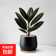 橡皮樹(shù)黑金剛清新風(fēng)小盆栽室內桌面綠植簡(jiǎn)約輕奢凈化空氣含盆易養 (黑金剛橡皮樹(shù) 黑色圓缽盆 竹托盤(pán)) 帶盆栽好