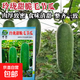甜脆絲瓜種子芥蘭黃瓜種子菜蒲瓜豆角毛節瓜種子甜菜心甜瓜豆南瓜 迪蔬玲瓏甜脆毛節瓜種子【原裝5克】