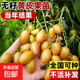 黃皮果樹(shù)果苗無(wú)核雞心貴妃嫁接帶泥葉盆地栽庭院廣西綠化大果樹(shù)苗 4種品種各1棵（1公分粗50-80cm高）