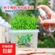 水培豌豆苗綠豆芽苗菜兒童種植小盆栽學(xué)生無(wú)土栽培植物觀(guān)察套裝 蘿卜【水培種植觀(guān)察套裝】