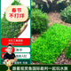 云峰海瑞 魚(yú)缸水草前景莫絲莫斯水草水族箱造景套餐水草活體草缸造景裝飾 大三角7.5*19.5大網(wǎng)片