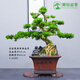潮裕盆景黃楊木老樁真樹(shù)家有黃楊世代棟梁別墅庭院室內外擺放高端名貴盆景 黃楊盆景9 帶盆栽好