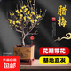 臘梅盆栽梅花樹(shù)苗梅花盆景濃香型花卉紅梅鮮花枝耐寒老樁陽(yáng)臺花苗 【帶苞發(fā)貨·現挖現發(fā)】精選嫁接臘梅8年苗濃香型