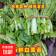 【霜打菜】農家露天白菜苔紫菜苔菜心農家自種現摘現發(fā)當季蔬菜 湖北農家自種 泡沫箱發(fā)貨 凈重5斤