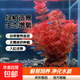 瘋狂水草綠菊水草植物魚(yú)缸坨草造景增氧陰性水榕養魚(yú)生態(tài)水培綠植 火山石紅菊1顆