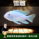 云峰海瑞三湖慈鯛魚(yú)馬鯛活體魚(yú)熱帶魚(yú)觀(guān)賞魚(yú)巖棲中小型淡水魚(yú)非洲王子 雪鯛3條3-5cm  已發(fā)色