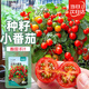 菜禾地盆栽小番茄種子苗矮生西紅柿陽(yáng)臺盆栽蔬菜籽 盆栽小番茄種子80粒