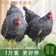 一斤土雞活雞麻羽活苗小雞活苗農家散養雞苗蘆花雞五黑雞正宗麻羽綠殼蛋雞活苗 一斤左右4只蘆花雞