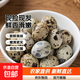 京喜加新鮮鵪鶉蛋鵪鶉鳥(niǎo)蛋農家新鮮生鮮現撿現發(fā)包郵超市禮物批發(fā)單枚8g 50枚