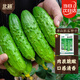 北蔬 唐山秋瓜黃瓜種子水果黃瓜春季耐熱蔬菜種籽 唐山秋瓜種子約50粒