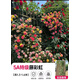 歐芽薔薇花苗藤本月季花樹(shù)特大庭院爬藤植物陽(yáng)臺花卉爬墻玫瑰耐寒盆栽 藤彩虹(變色) 1.3-1.5米高度