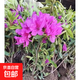 毛杜鵑夏娟花苗四季常青庭院綠化耐寒花壇開(kāi)花植物好養映山紅樹(shù)苗 【毛娟】20-30厘米高 帶分枝苗（10棵）