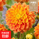 大麗花重瓣巨型花四季種球地瓜花種子球根花卉庭院種植花盆栽植物 A16【米爾斯】