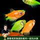 云峰海瑞 小型熱帶魚(yú)觀(guān)賞魚(yú)活體紅綠燈魚(yú)淡水水族魚(yú)寵物虎(四間魚(yú))皮魚(yú) 天使拉拉6條（青黃檸檬各3）