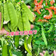 耘淘高產(chǎn)大莢綠紅紫荷蘭豆種子四季春秋盆栽雙莢率高菜豆豌豆蔬菜種子 大莢荷蘭豆種子10包約450粒 原裝