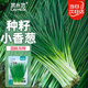 菜禾地 小香蔥種子苗四季陽(yáng)臺盆栽庭院種植蔬菜種籽 小香蔥種子約1500粒