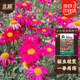 北蔬 除蟲(chóng)菊花種子苗防蚊蟲(chóng)家庭四季盆栽花種籽 混色除蟲(chóng)菊種子500粒