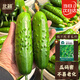 北蔬 摘不敗黃瓜種子種苗水果黃瓜盆栽蔬菜種籽 摘不敗黃瓜種子100粒