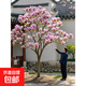 特大紫玉蘭花樹(shù)苗帶花苞室外庭院別墅盆栽地栽植物四季耐寒風(fēng)景樹(shù) 大花濃香【紫玉蘭】5公分粗度帶土球發(fā)貨 其他