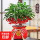 富貴籽盆栽黃金萬(wàn)兩帶果金玉滿(mǎn)堂辦公室內客廳綠植年宵花Z 富貴籽  財源滾滾金鐵盆