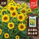 北蔬 向日葵花種子苗四季觀(guān)賞盆栽種花籽 綠精靈多花向日葵種子100粒